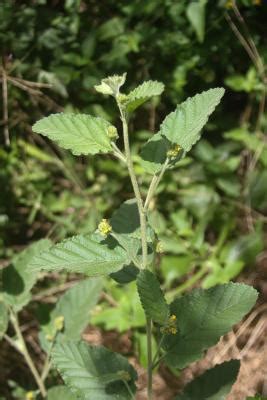 草梧桐|草梧桐屬 Waltheria 